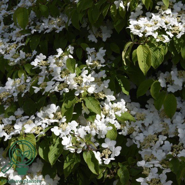 Viburnum plicatum 'Mariesii', Japansk snebolde