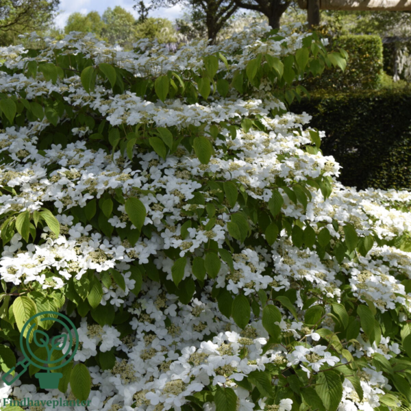 Viburnum plicatum 'Mariesii', Japansk snebolde
