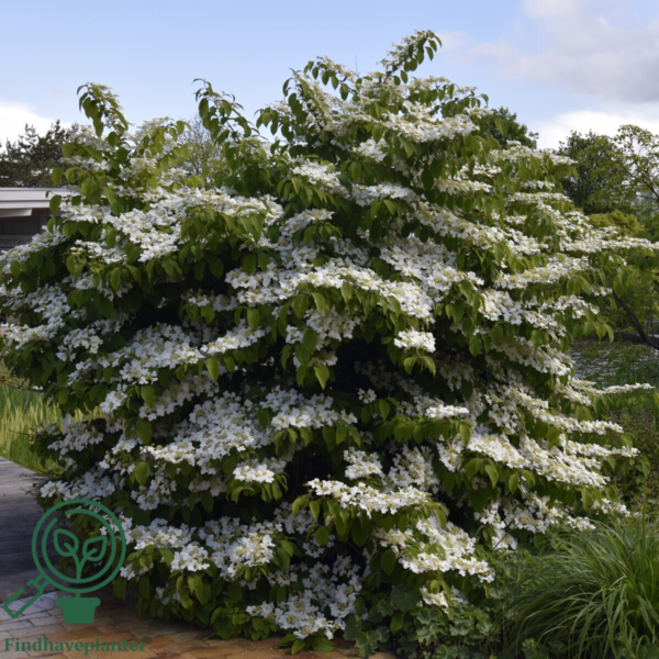 Viburnum plicatum 'Mariesii', Japansk snebolde