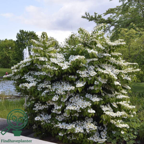 Viburnum plicatum 'Mariesii', Japansk snebolde