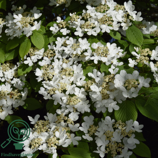 Viburnum plicatum 'Mariesii', Japansk snebolde