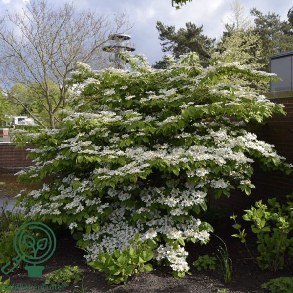 Viburnum plicatum 'Mariesii', Japansk snebolde