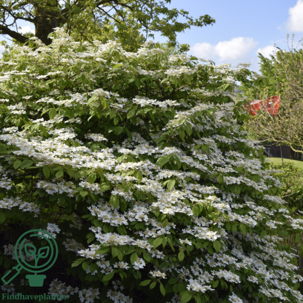Viburnum plicatum 'Mariesii', Japansk snebolde