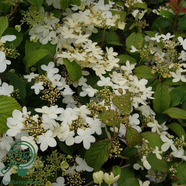 Viburnum plicatum 'Watanabe', Japansk snebolde
