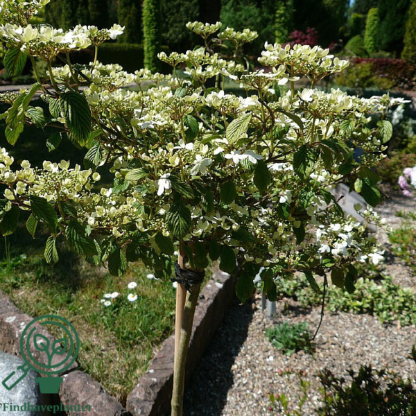 Viburnum plicatum 'Watanabe', Japansk snebolde