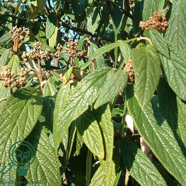 Viburnum rhytidophyllum, Rynkeblad