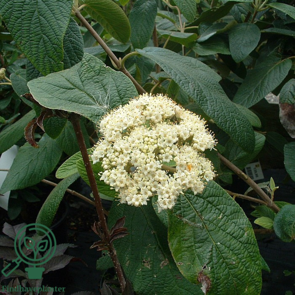 Viburnum rhytidophyllum, Rynkeblad