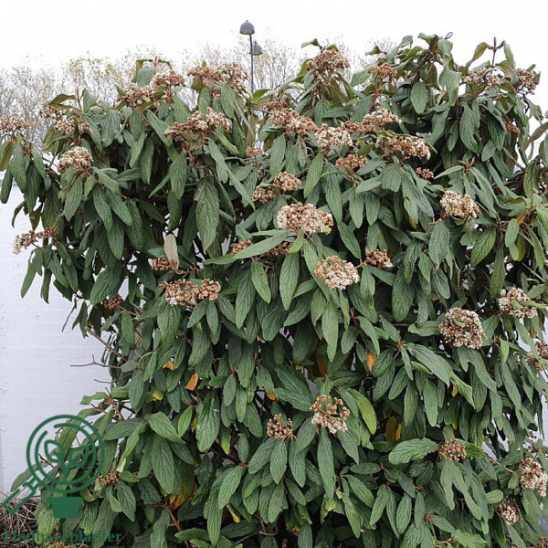 Viburnum rhytidophyllum, Rynkeblad