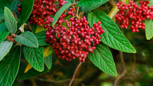 Viburnum rhytidophyllum, Rynkeblad