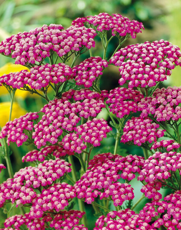 Achillea millefolium 'Kirschkönigin', Røllike