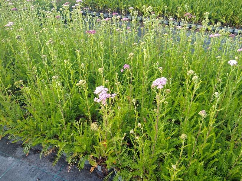 Achillea millefolium 'Kirschkönigin', Røllike