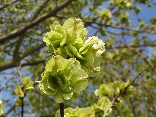 Ulmus 'Columella', Elm