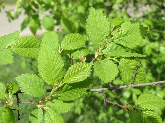 Ulmus 'Columella', Elm