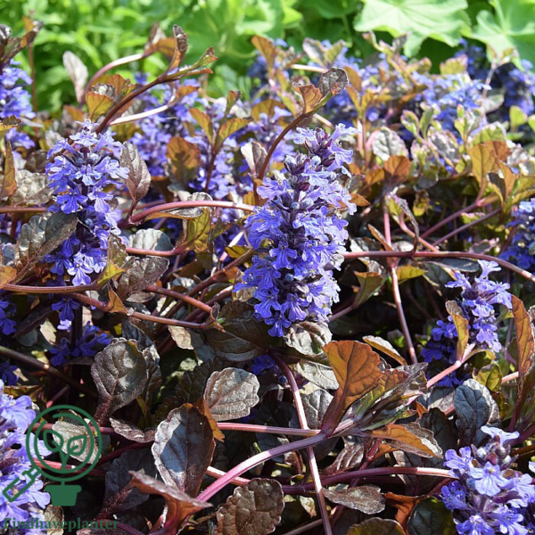 Ajuga reptans 'Braunherz', Krybende Læbeløs