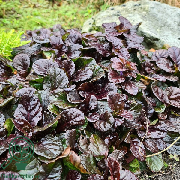 Ajuga reptans 'Braunherz', Krybende Læbeløs