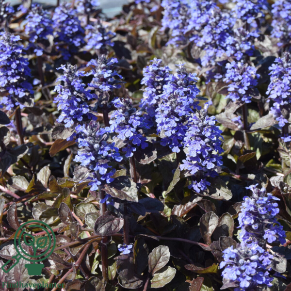 Ajuga reptans 'Braunherz', Krybende Læbeløs