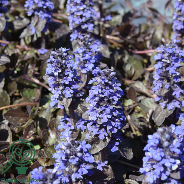 Ajuga reptans 'Braunherz', Krybende Læbeløs