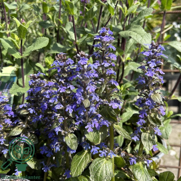 Ajuga reptans 'Braunherz', Krybende Læbeløs