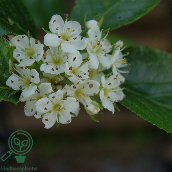 Crataegus prunifolia 'Splendens'