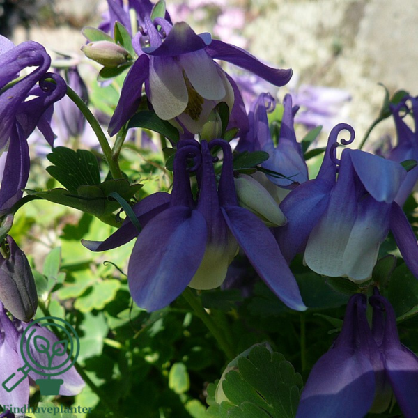 Aquilegia flabellata-hybrid 'Ministar', Akeleje