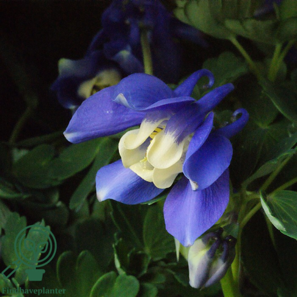 Aquilegia flabellata-hybrid 'Ministar', Akeleje