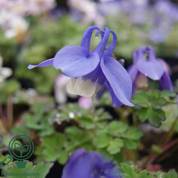 Aquilegia flabellata-hybrid 'Ministar', Akeleje