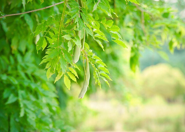 Gleditsia triacanthos, Tretorn