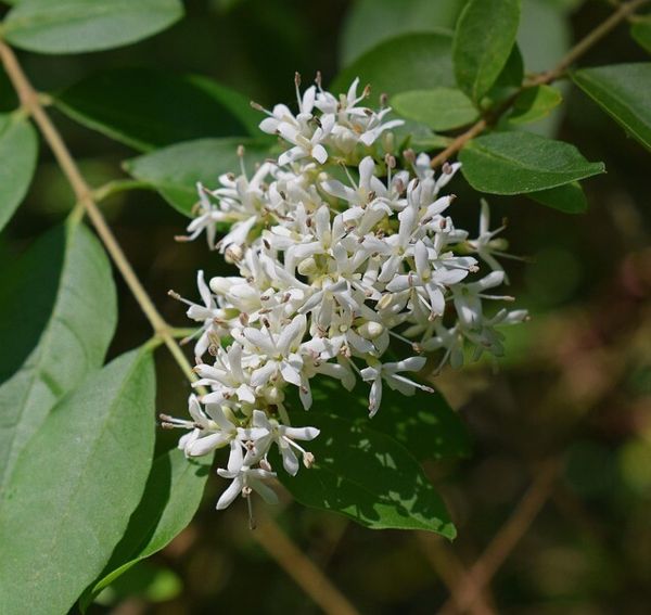 Gleditsia triacanthos 'Skyline', Alm. tretorn