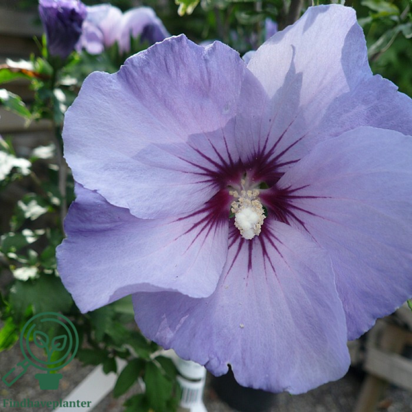 Hibiscus syriacus 'Blue Bird', Syrisk rose