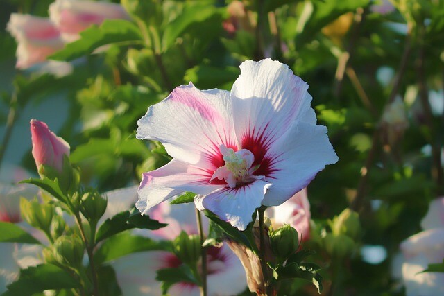 Hibiscus syriacus 'Red Heart', Syrisk rose