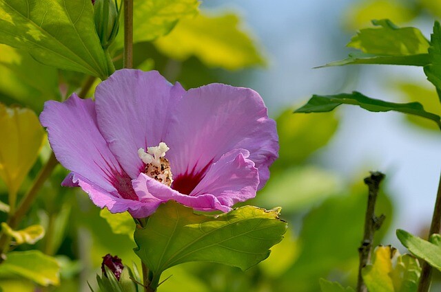 Hibiscus syriacus 'Woodbridge', Syrisk rose