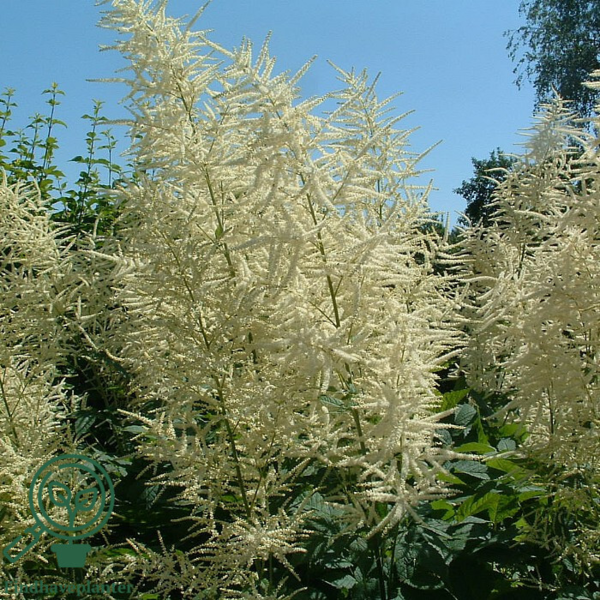 Aruncus dioicus, Fjerbusk