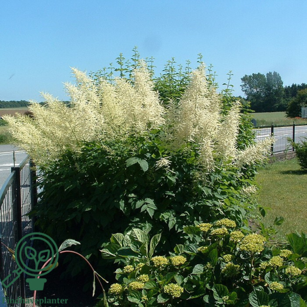 Aruncus dioicus, Fjerbusk