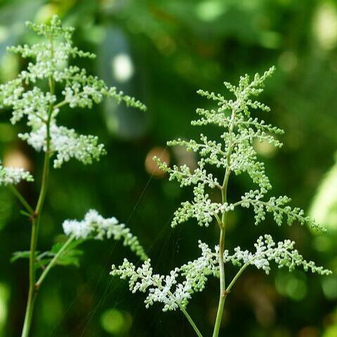 Aruncus dioicus, Fjerbusk