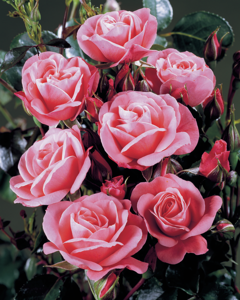 Rosa 'Fredensborg™' Poulmax(N)