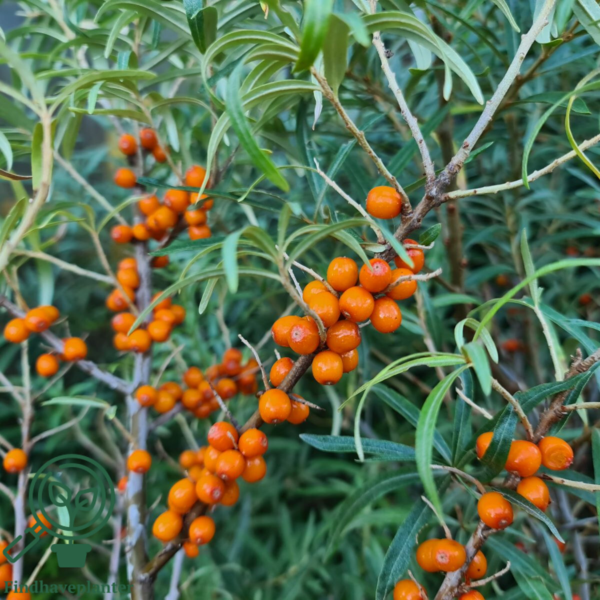 Hippophae rhamnoides 'Julia', Havtorn