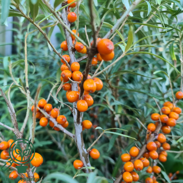 Hippophae rhamnoides 'Julia', Havtorn