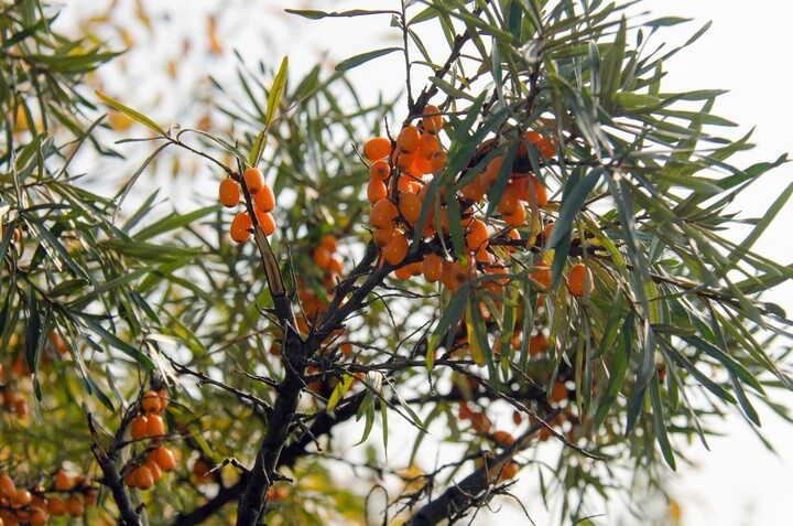 Hippophae rhamnoides 'Julia', Havtorn