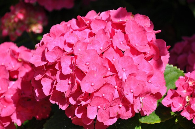 Hydrangea macrophylla 'Alpengluhen', Hortensia