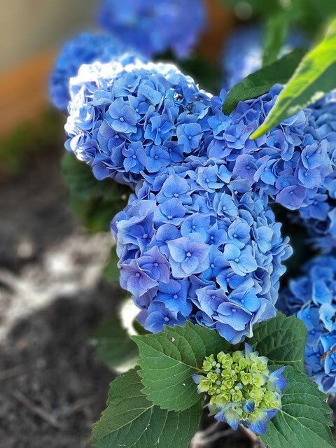 Hydrangea macrophylla 'Bodensee', Hortensia