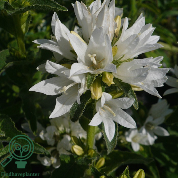 Campanula glomerata 'Alba', Klokkeblomst