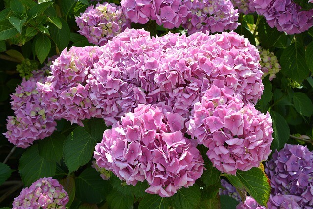 Hydrangea macrophylla 'Bouquet Rose', Hortensia