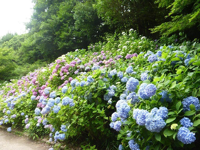 Hydrangea macrophylla 'Bouquet Rose', Hortensia