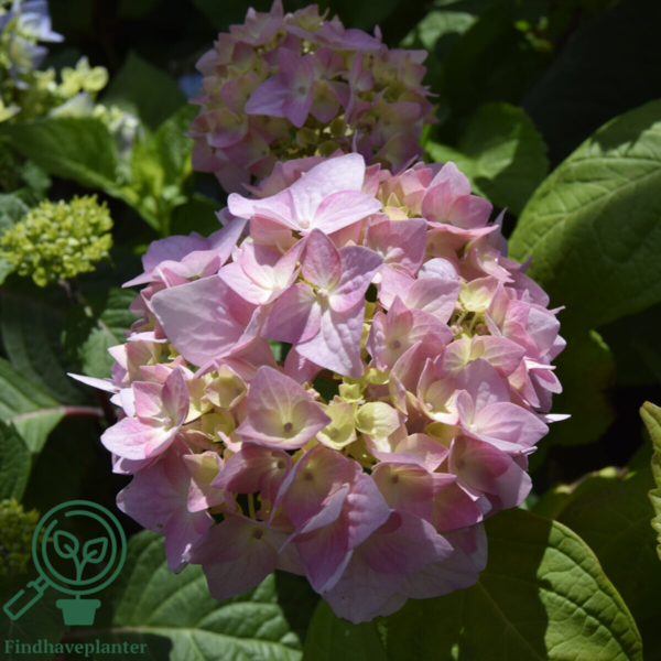 Hydrangea macrophylla 'Bouquet Rose', Hortensia