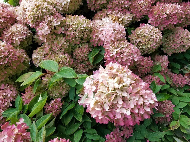 Hydrangea paniculata 'Grandiflora', Have-hortensia