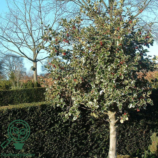 Ilex altaclerensis 'Golden King', Gulbroget kristtorn