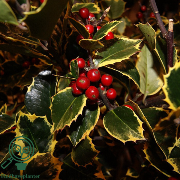 Ilex altaclerensis 'Golden King', Gulbroget kristtorn