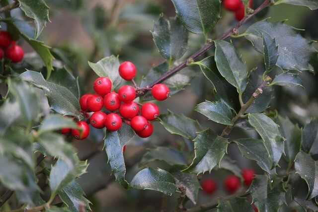 Ilex aquifolium, Alm. kristtorn