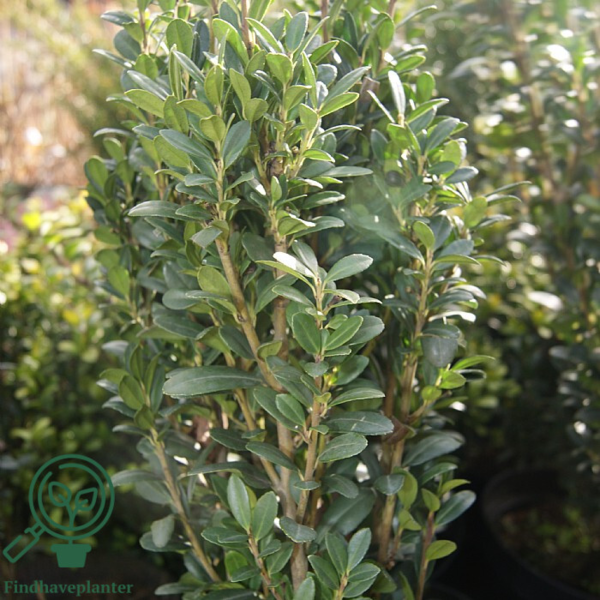 Ilex crenata 'Fastigiata', Søjle-dværgkristtorn