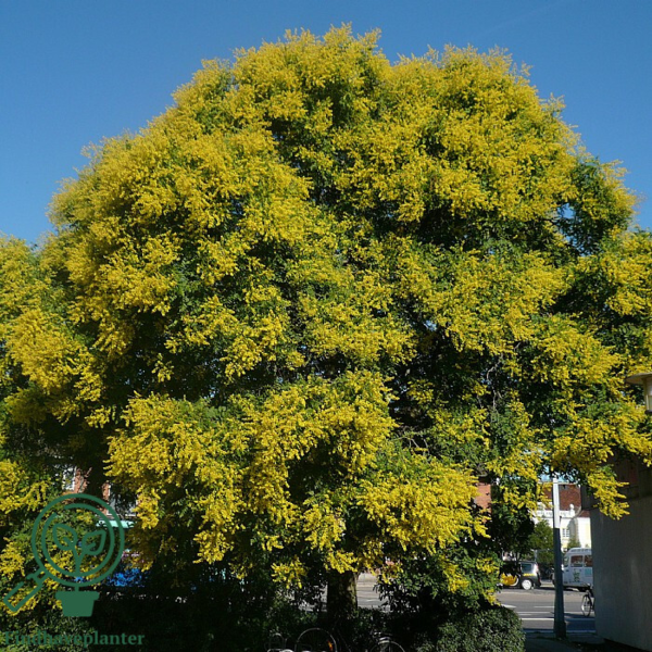 Koelreuteria paniculata, Kinesertræ